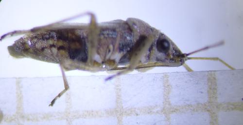 Nysius graminicola
